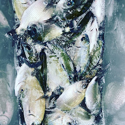 Photo n°17 de Baltxan à Saint-Jean-de-Luz (Agence d'excursions en bateau)