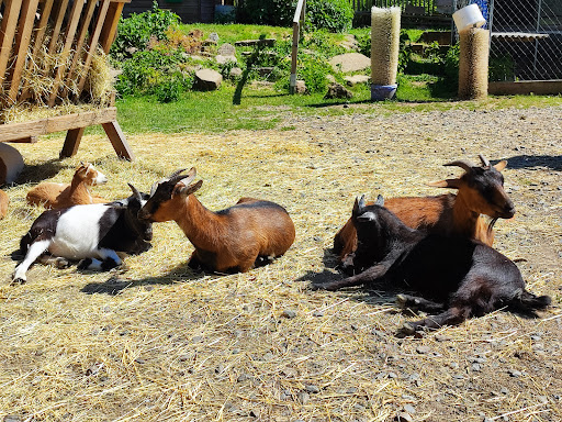 Tiergehege Dröbischau - Visual