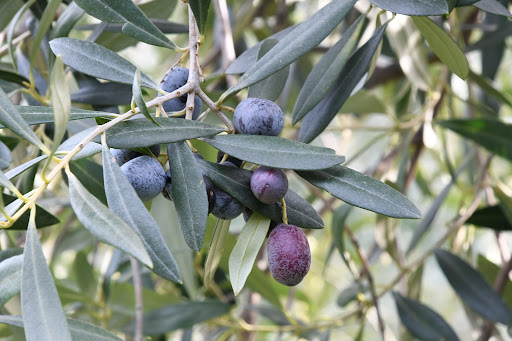 Cooperativa Olivicola di Arnasco - Thumbnail