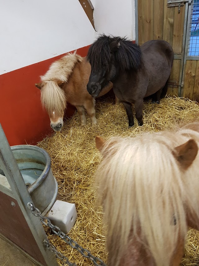 PONEY CLUB DE L ILE ST GERMAIN
