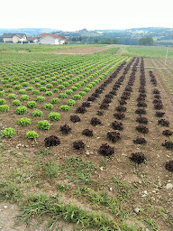 Photo n°20 de GAEC DE TRUAZ à Arthaz-Pont-Notre-Dame (Maraîcher)