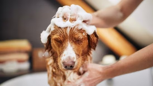 Keep your furry companions healthy, hygienic, and smelling fresh with our professional pet cleani… post image