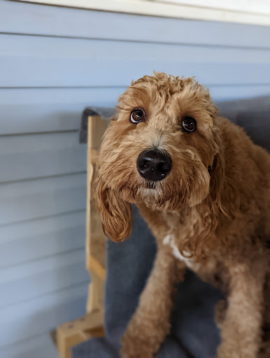 CK Pet Resort & Spa - Thumbnail