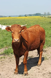 Photo n°7 de Elevage de la Ventillette à Rétonval (Vendeur de viande en gros)