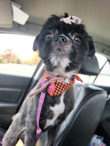 Fluffed Up Pets, Inc. - Thumbnail