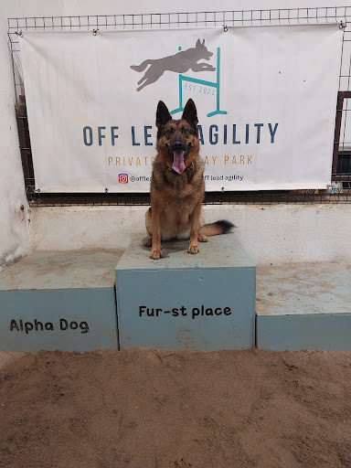Off Lead Agility - Thumbnail