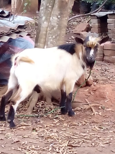 Photos of JOSADI farms