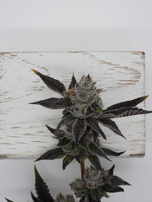 Photo of 45 North Cannabis Co