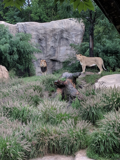 Giraffe Ridge - Visual