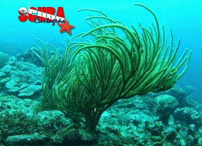 Photos of Scuba Cartagena