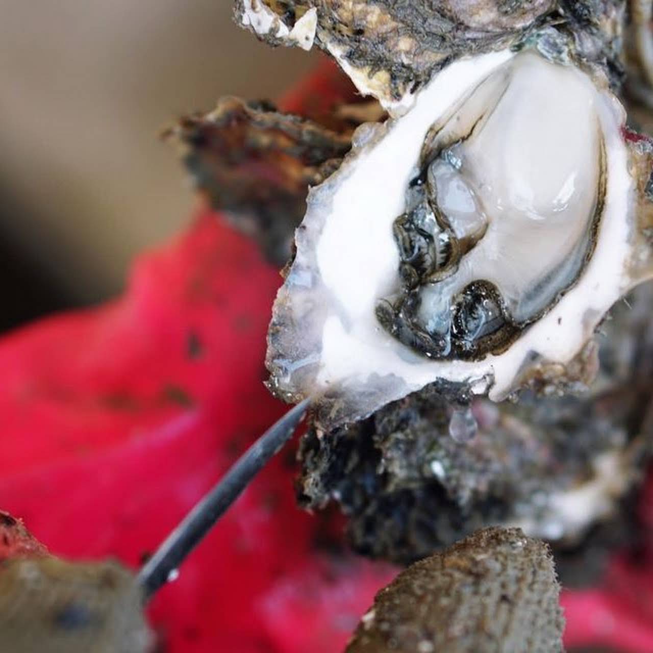 澎湖城前阿娟牡蠣 海鮮批發商