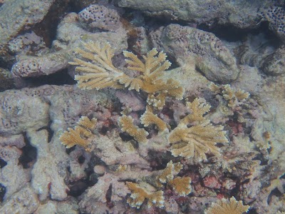 Photos of Dickenson Bay