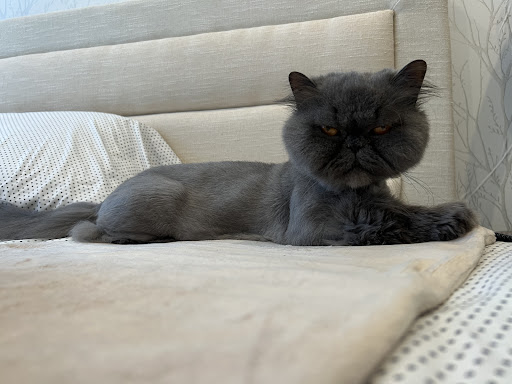 The Main Lion Cat Grooming Salon Gallery - United States