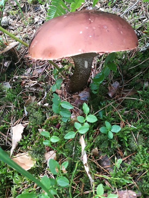 Rideļu dzirnavezers