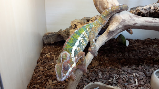 Dream Reptiles