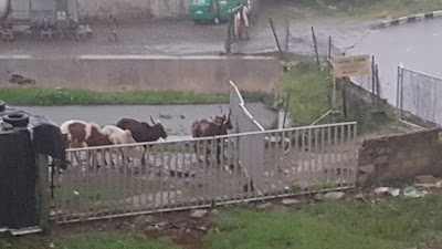 Photos of Lekki Farm
