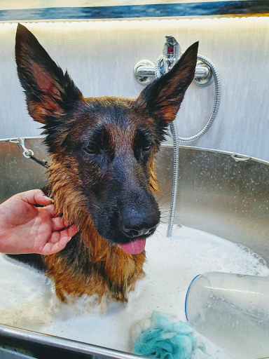 Marcella Professional Groomer Toelettatura&Spa - Thumbnail
