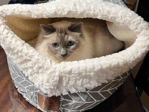 WellCare Pet Clinic - Thumbnail