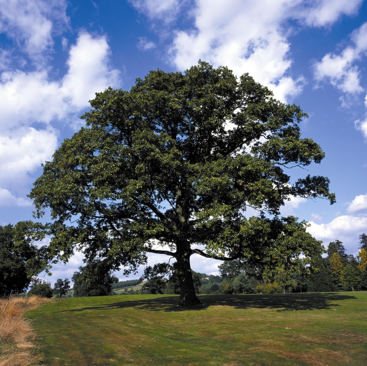 JL Tree Service