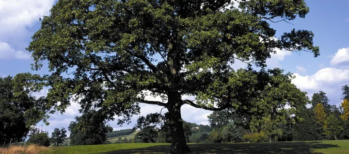 JL Tree Service