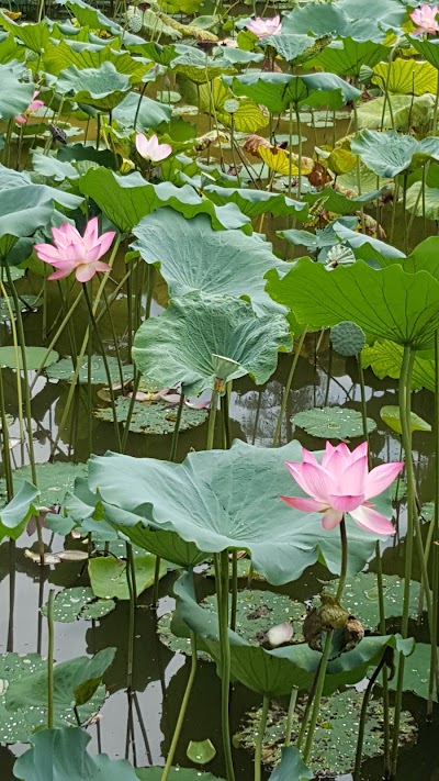 Photos of Guangzhou Insurrectional Martyr Cemetery Park (West Gate)