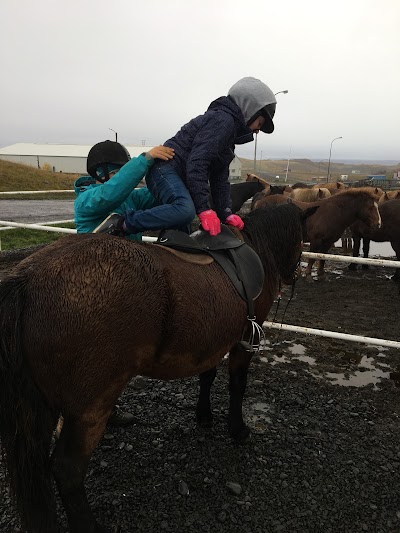 Photos of Galsi horse rental