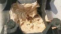 Isère Guêpes à Beaucroissant