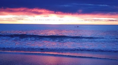 Photos of Dolphins of Mollymook