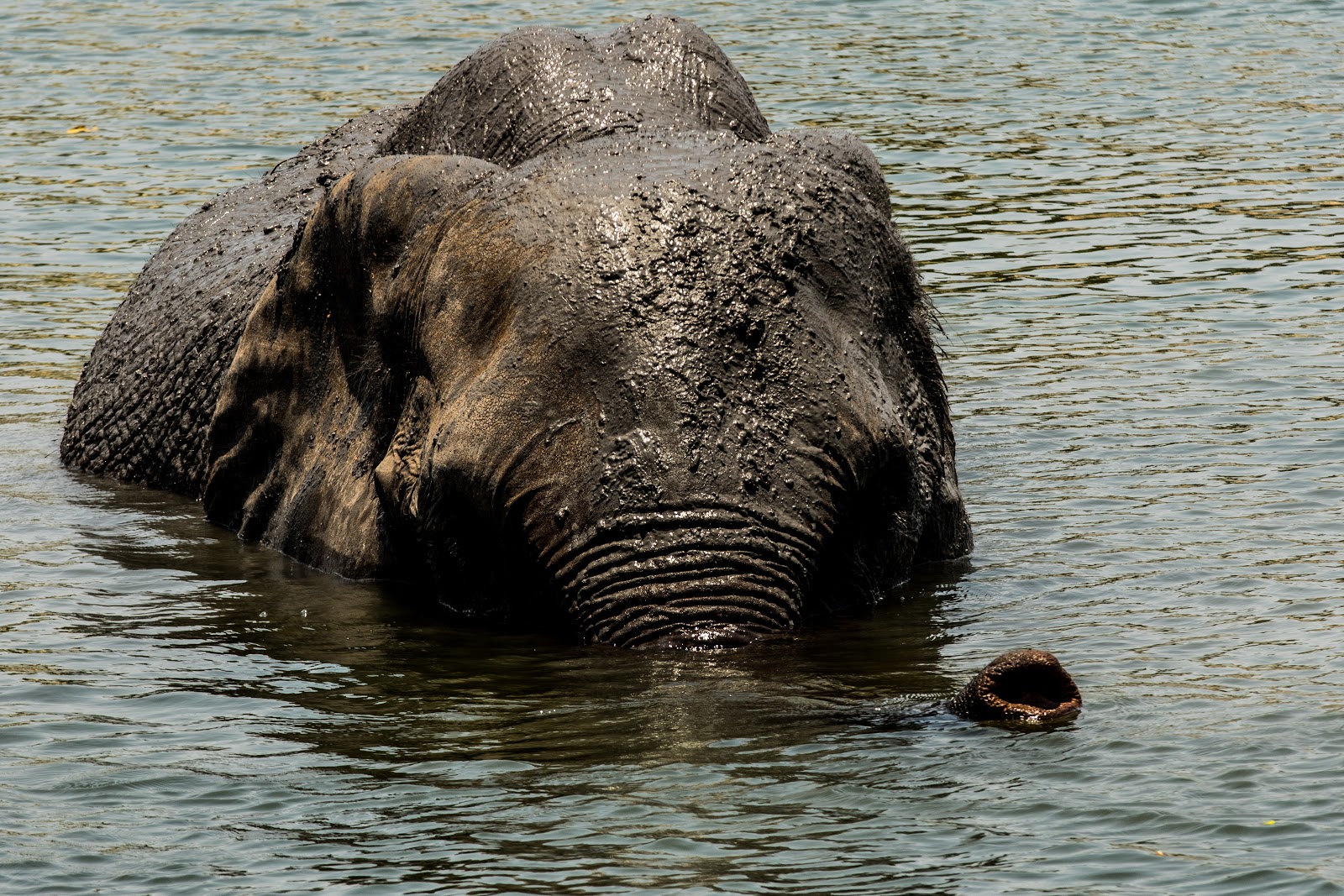 The Elephant Cafe — photo 6