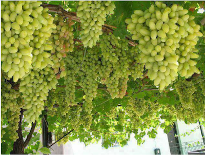Photos of জলাবাডি ইউনিয়ন ব্রিজ