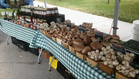 The Urban Canopy by null