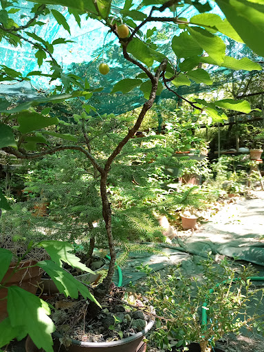 Les bonsaï de la jungle - Thumbnail