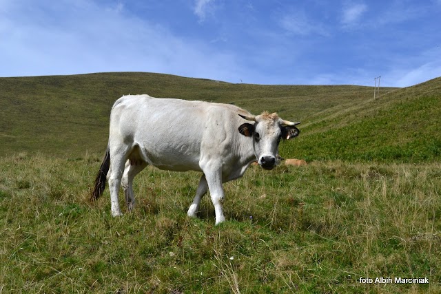 Ecole du Ski Français