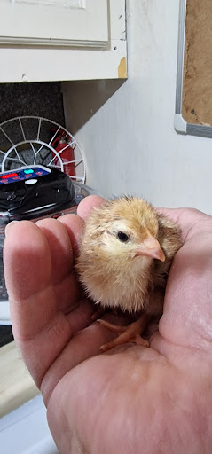 Morrells Farm - Thumbnail