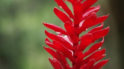 Photos of Orchid Gardens at Sleeping Giant