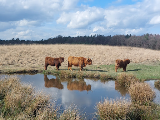 Deurensche Berg (Rheder- en Worth-Rhederheide) - Thumbnail