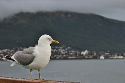Photos of Troms&oslash; Cathedral