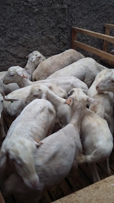 Photos of Baitul Amanah Farm