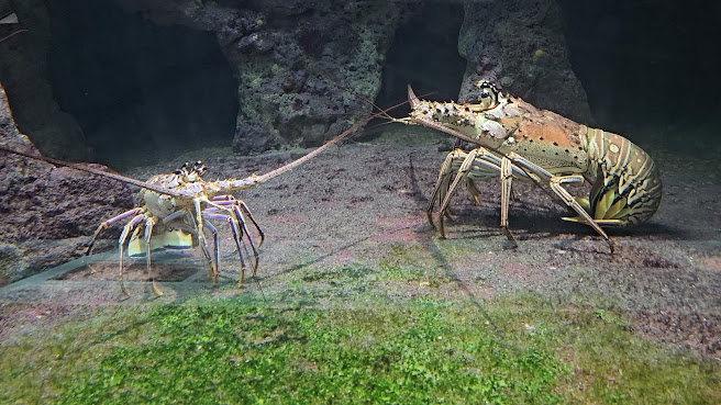 Bermuda Aquarium, Museum & Zoo by null