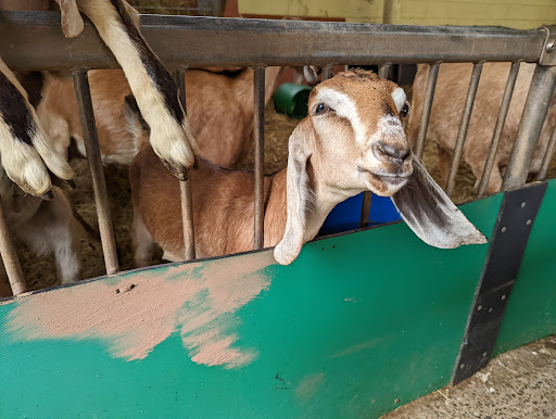Greenmeadow Community Farm - Thumbnail