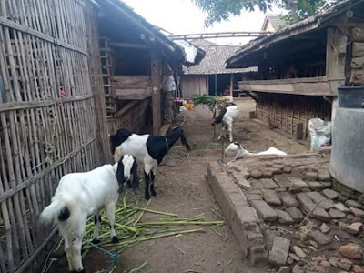 Photos of Rumah Pak SENO