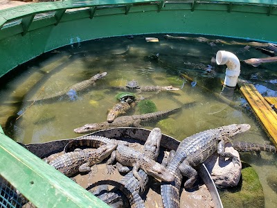 Colorado Gators Reptile Park