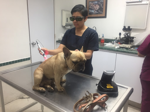 Hospetal Veterinario