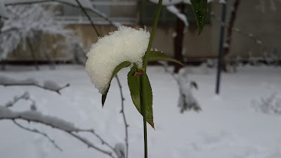 Photos of Nahjolbalagheh Park
