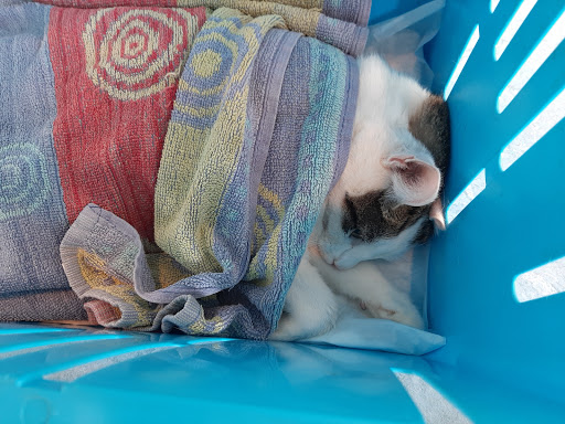 De Graafschap Dierenartsen Zutphen Centrum