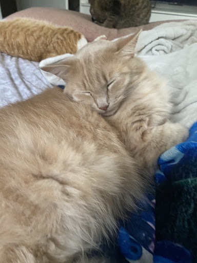 Bel Air Animal Hospital - Thumbnail