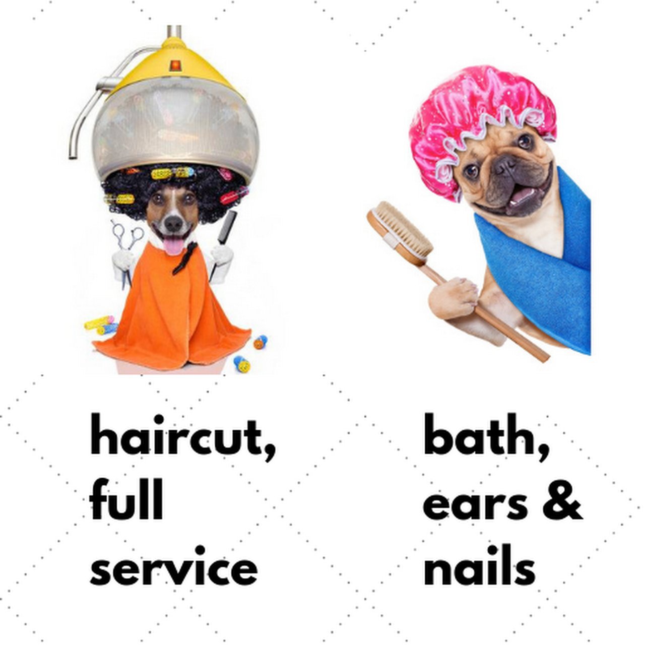 PARK N BARK MOBILE DOG GROOMING DADE CITY Mobile Dog Groomer DADE CITY