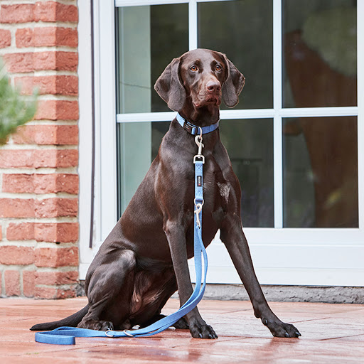 Dapperdog - Visual