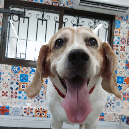 Prevet - Casa Veterinaria - Thumbnail