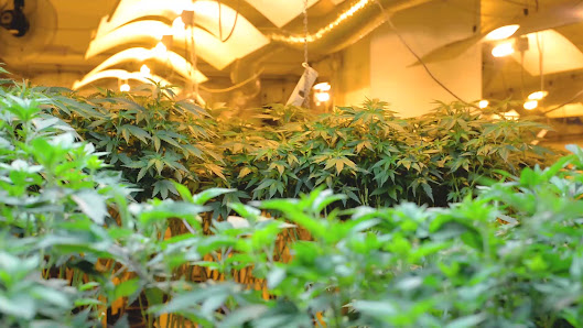 Hanf & Hanf - Growshop, Hanfstecklinge, Hanfsamen Lassallestraße 13, 1020 Wien, Österreich